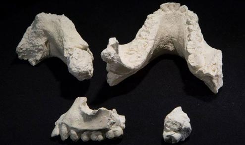 A new Australopithecus species has been described.