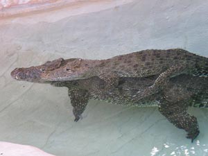 A crocodile giving a piggy back ride.