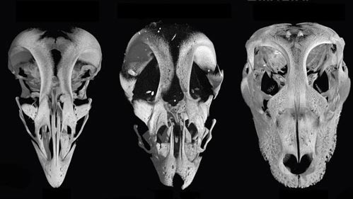 Tracking the ancestry of the beak in birds.