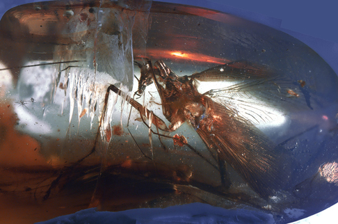 Cockroach predator of the Cretaceous.