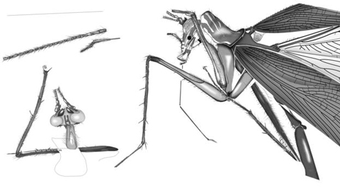 Potentially an ancestor of the extant Praying Mantis.