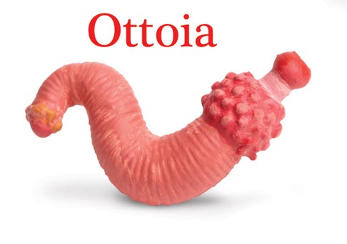 A model of Ottoia (Safari Ltd Cambrian Life Toob).