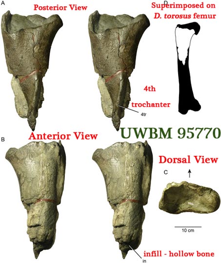 Details of the partial left femur.