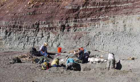 A field team excavating vertebrate fossil remains (Ghost Ranch).