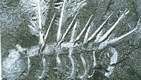 A fossil of Hallucigenia (Burgess Shale)