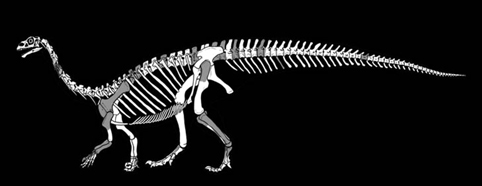 The bones shaded in grey represent actual fossil material.