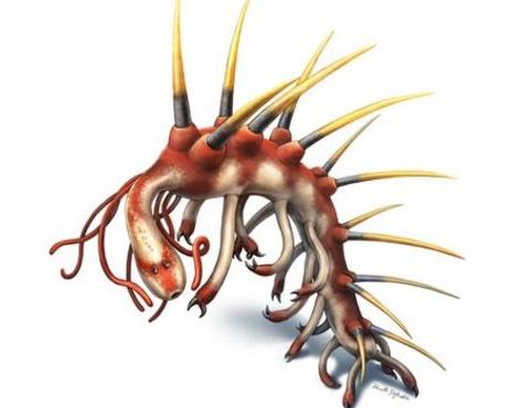 Scientists have been able to stare into the face of Hallucigenia for the first time.