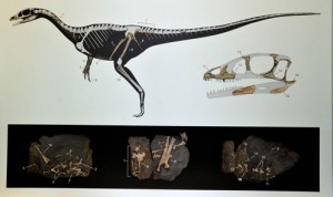 Display of Welsh dinosaur fossils.