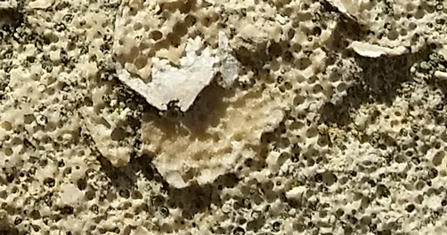 Fossil shell fragments in the oolitic limestone.