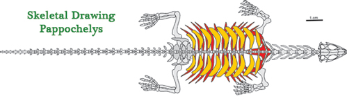Expanded ribs (yellow) gastralia (red)
