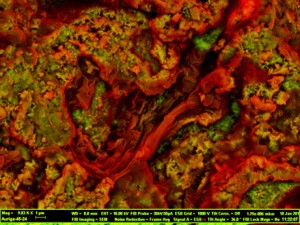 Evidence of potential red blood cells preserved in 75-million-year-old dinosaur bone.