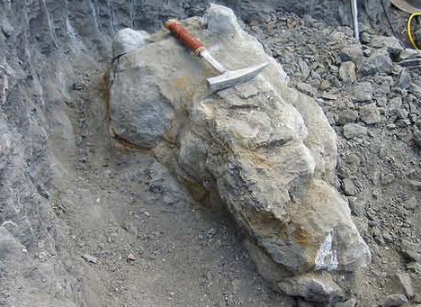 Extremely hard limestone matrix (hard work digging out "hell boy").