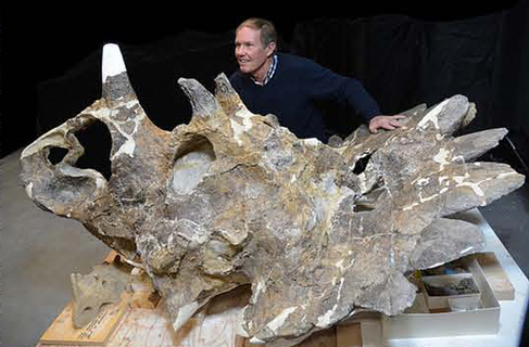 Geologist Peter Hews with the skull of Regaliceratops.