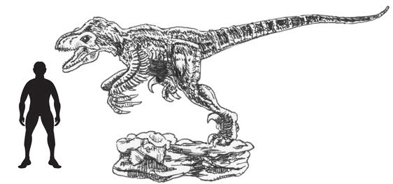 A scale drawing of Utahraptor