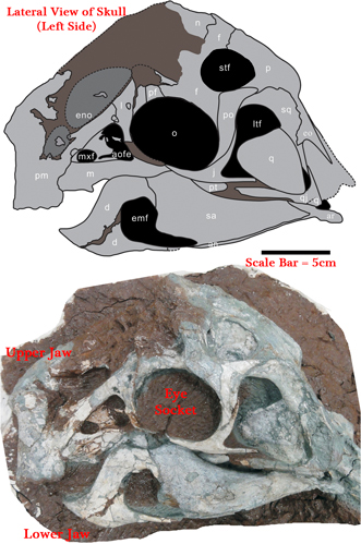 Left side (lateral view) of the skull and jaws.