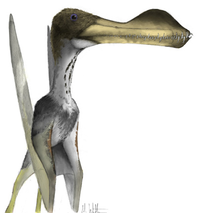 An illustration of the Pterosaur called Colobrhynchus (C. clavirostris)