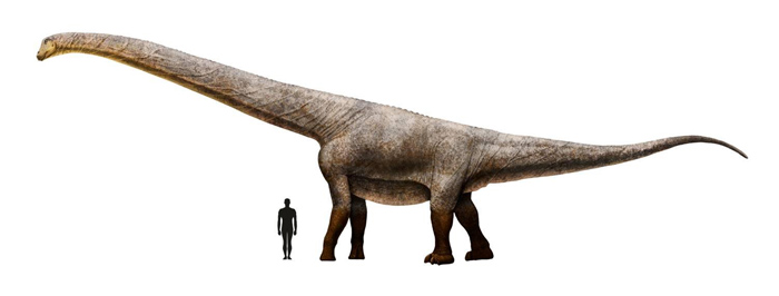 A scale drawing of an Australian Titanosaur.