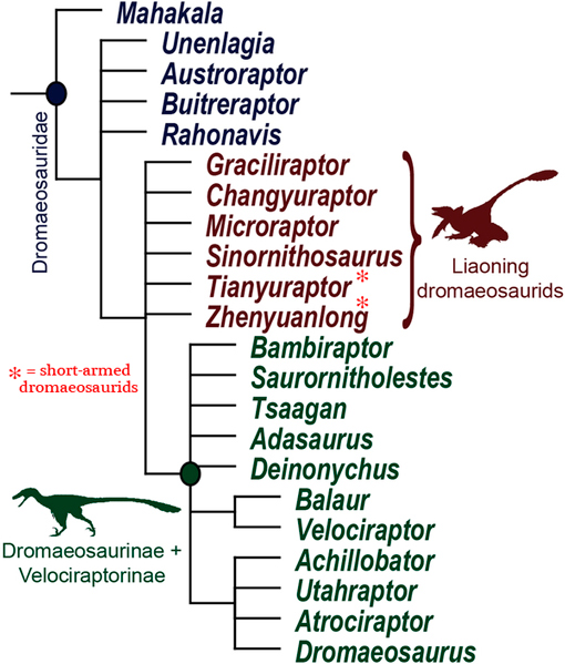 The Liaoning dromaeosaurids nested within the Dromaeosauridae.
