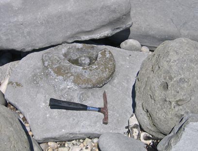 An Ammonite fossil.  The geological hammer provides a scale (geology hammer).