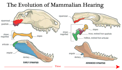 Evolution of the mammalian middle ear.