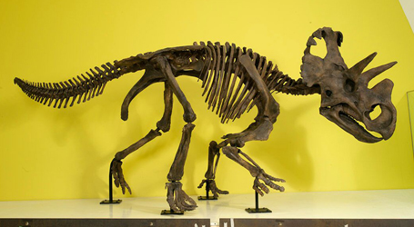 A reconstruction of the dinosaur's skeleton.