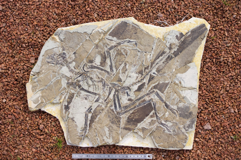 Anchiornis fossil specmen.