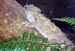 An adult male Tuatara.