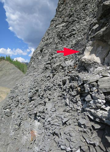 The red arrow points to a neck bone eroding out of the cliff.