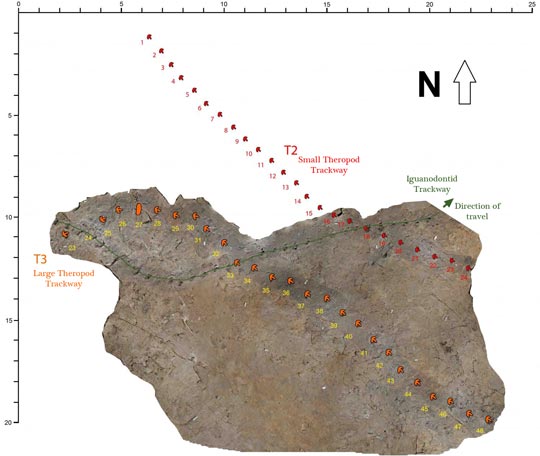 T3 is the large Theropod track, T2 represents the smaller Theropod.  The Iguanodontid track is highlighed in green.