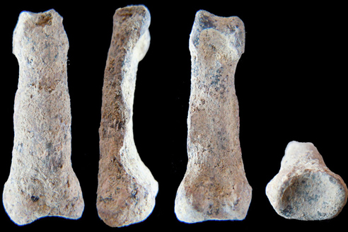 Various Views of the ancient hominin finger bone.