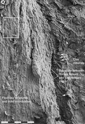 Structures identified under extreme magnification.