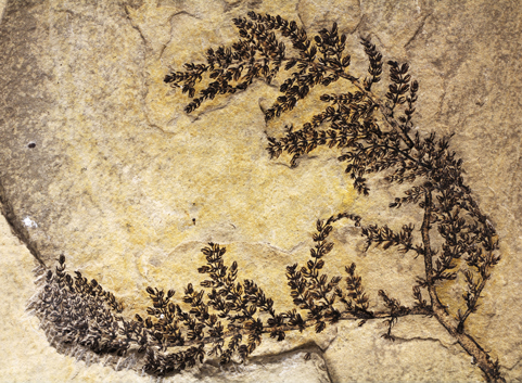 Early Cretaceous flowering water plant.