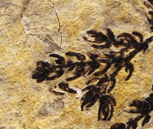 A close up view of some of the plant fossils.