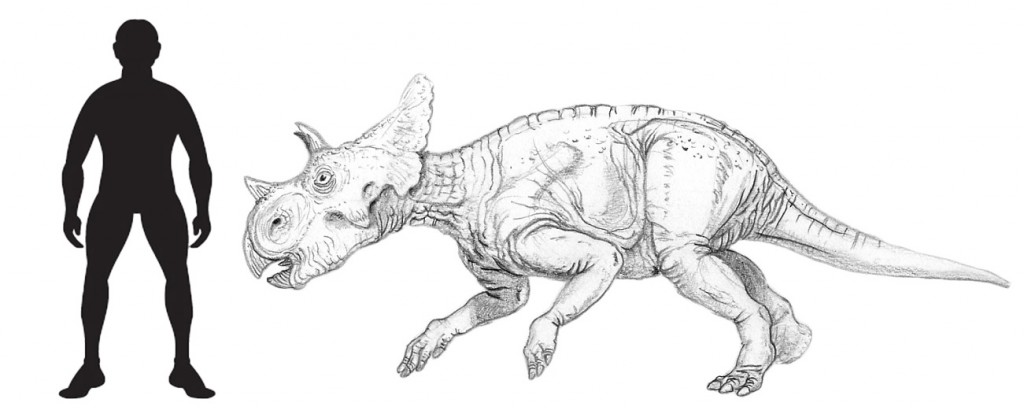A scale drawing of Avaceratops.