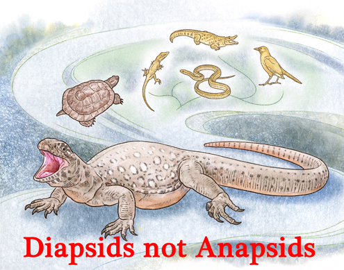 Eunotosaurus a diapsid reptile.