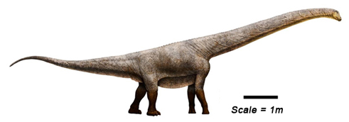 A scale drawing of Austrosaurus.