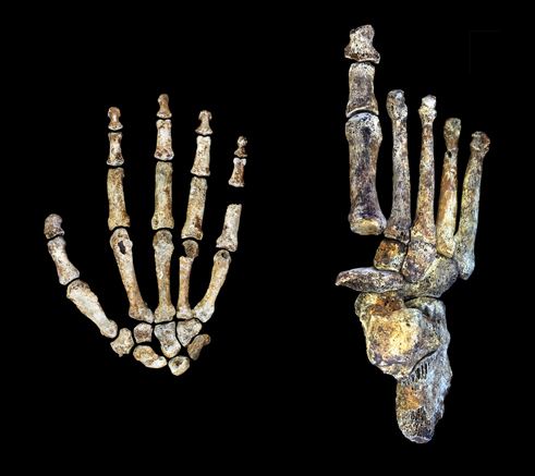The hand and the foot of Homo naledi.