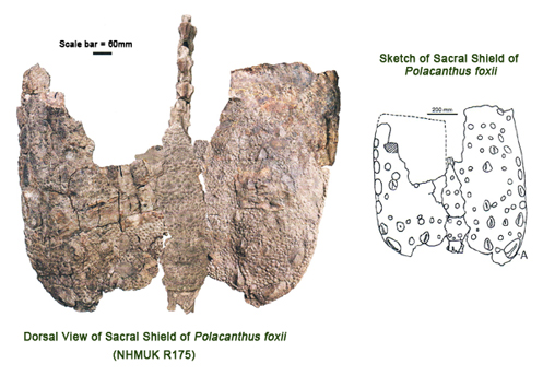 Dorsal view (top down) of the sacral shield of Polacanthus.