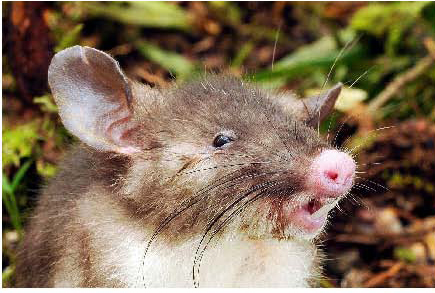 The Hog-nosed rat - Hyorhinomys stuempkei