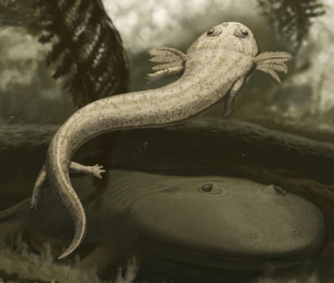 A fanged amphibian from the Early Permian.