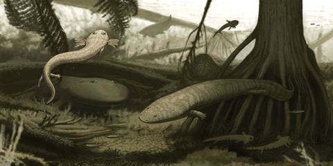 Evidence of the fauna of Brazil some 278 million years ago has been unearthed.