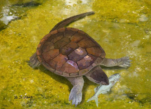 An illustration of the freshwater turtle Xiaochelys