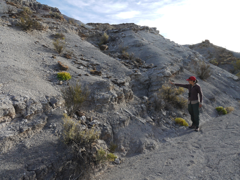 Co-author Adriana Mancuso (right) points to a volcanic ash layer (tuff) in the Chañares Formation that was sampled for radioisotopic dating.