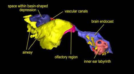 3-D Map of skull material.