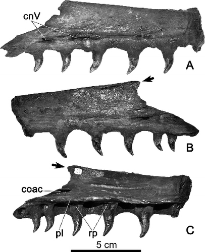 The curved and widely spaced teeth support the idea that this Mosasaur hunted squid.