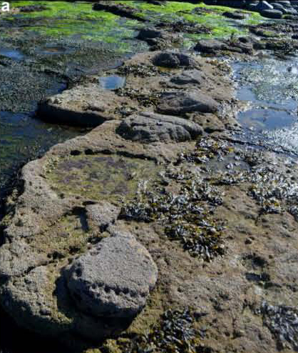 Sauropod tracks in hyporelief (Isle of Skye)