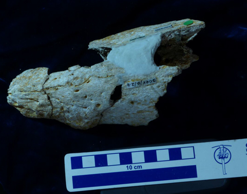 Lateral view of part of the Pliosaur lower jaw.