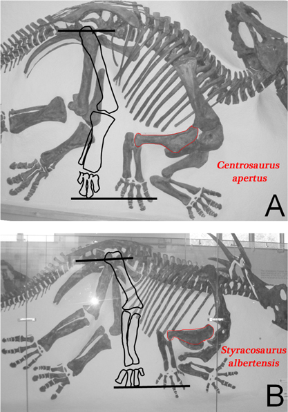 Centrosaurus (top) and Styracosaurus (bottom)