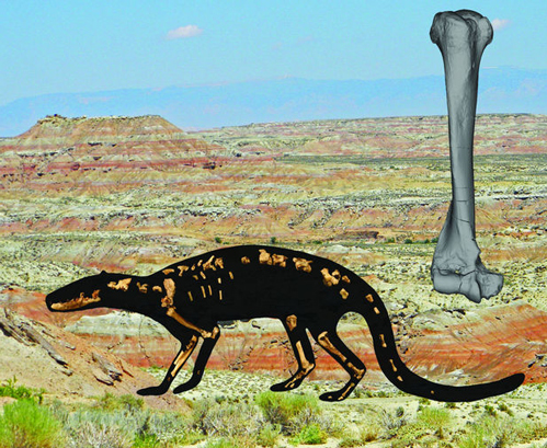 An artist’s rendition of the shape of Galecyon, with its fossilised bones laid out anatomically.  Background shows fossil formation, right humerus (inset).