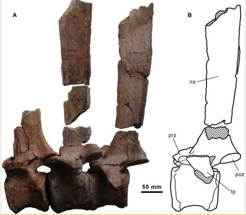 A photograph of the fossil material and accompanying line drawing.